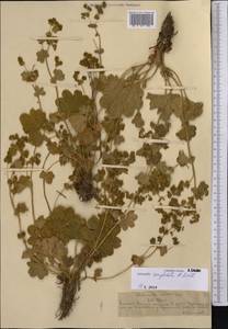 Alchemilla conglobata H. Lindb., Middle Asia, Northern & Central Tian Shan (M4) (Kazakhstan)