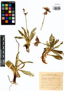 Primula nivalis Pall., Siberia, Baikal & Transbaikal region (S4) (Russia)