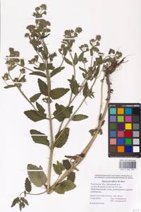 MHA 0 006 932, Nepeta ucranica subsp. parviflora (M.Bieb.) M.Masclans de Bolos, Eastern Europe, Rostov Oblast (E12a) (Russia)