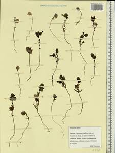 Rhinanthus minor L., Eastern Europe, Northern region (E1) (Russia)