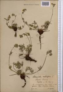 Potentilla multifida L., Middle Asia, Northern & Central Tian Shan (M4) (Kyrgyzstan)