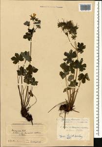 Geranium renardii Trautv. in Trautv., Regel, Maxim. & C. Winkl., Caucasus, Abkhazia (K4a) (Abkhazia)