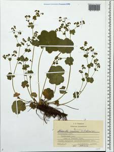 Alchemilla ventiana V. N. Tikhom., Eastern Europe, Middle Volga region (E8) (Russia)