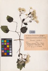 Clematis vitalba L., Eastern Europe, South Ukrainian region (E12) (Ukraine)
