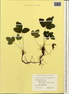 Potentilla micrantha Ramond ex DC., Caucasus, Black Sea Shore (from Novorossiysk to Adler) (K3) (Russia)