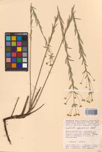 Euphorbia seguieriana Neck., Eastern Europe, Lower Volga region (E9) (Russia)