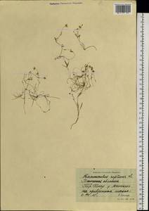 Ranunculus reptans L., Siberia, Western Siberia (S1) (Russia)