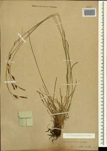 Carex tristis M.Bieb., Caucasus, Stavropol Krai, Karachay-Cherkessia & Kabardino-Balkaria (K1b) (Russia)