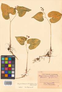 Maianthemum dilatatum (Alph.Wood) A.Nelson & J.F.Macbr., Siberia, Russian Far East (S6) (Russia)