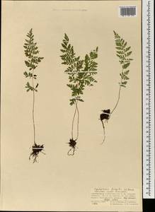 Cystopteris fragilis (L.) Bernh., Mongolia (MONG) (Mongolia)
