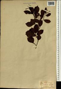 Pourthiaea villosa (Thunb.) Decne., South Asia, South Asia (Asia outside ex-Soviet states and Mongolia) (ASIA) (Japan)
