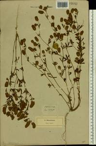 Trifolium arvense L., Eastern Europe, North-Western region (E2) (Russia)