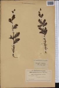 Taxodium distichum (L.) Rich., America (AMER) (Not classified)