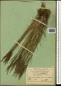 Poa nemoralis L., Caucasus, Georgia (K4) (Georgia)