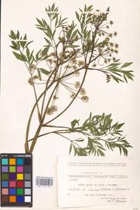 Cicuta virosa L., Eastern Europe, Middle Volga region (E8) (Russia)