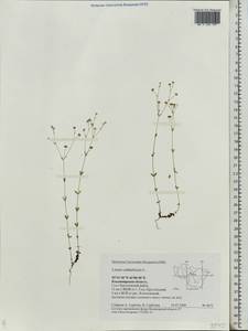 Linum catharticum L., Eastern Europe, Central region (E4) (Russia)