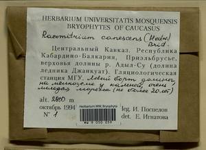 Niphotrichum canescens (Hedw.) Bedn.-Ochyra & Ochyra, Bryophytes, Bryophytes - North Caucasus & Ciscaucasia (B12) (Russia)