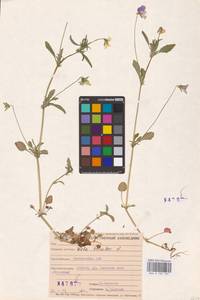 Viola tricolor L., Eastern Europe, Middle Volga region (E8) (Russia)