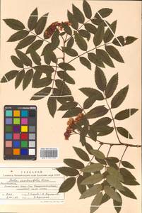 Sorbus sambucifolia (Cham. & Schltdl.) M. Roem., Siberia, Chukotka & Kamchatka (S7) (Russia)