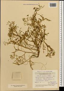 Cakile maritima subsp. euxina (Pobed.) Nyár., Caucasus, Black Sea Shore (from Novorossiysk to Adler) (K3) (Russia)
