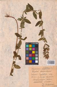 Hypericum hirsutum L., Eastern Europe, Central region (E4) (Russia)