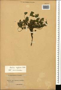 Malva neglecta Wallr., Caucasus, Stavropol Krai, Karachay-Cherkessia & Kabardino-Balkaria (K1b) (Russia)