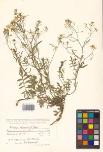 Rorippa sylvestris (L.) Besser, Siberia, Russian Far East (S6) (Russia)