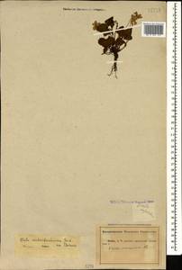 Viola reichenbachiana Jord. ex Boreau, Caucasus, Abkhazia (K4a) (Abkhazia)