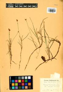 Carex chordorrhiza L.f., Siberia, Baikal & Transbaikal region (S4) (Russia)