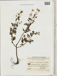 Tanacetum partheniifolium (Willd.) Sch. Bip., Caucasus, Krasnodar Krai & Adygea (K1a) (Russia)