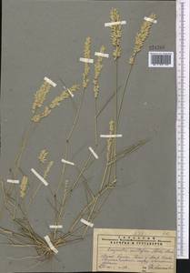 Eragrostis cilianensis (All.) Janch., Middle Asia, Muyunkumy, Balkhash & Betpak-Dala (M9) (Kazakhstan)