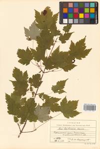 Acer barbinerve Maxim., Siberia, Russian Far East (S6) (Russia)