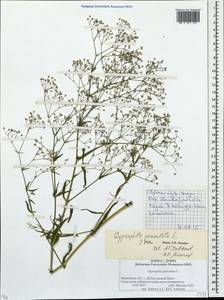 Gypsophila paniculata L., Eastern Europe, Moscow region (E4a) (Russia)