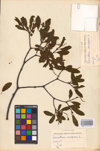 Loranthus europaeus Jacq., Eastern Europe, West Ukrainian region (E13) (Ukraine)