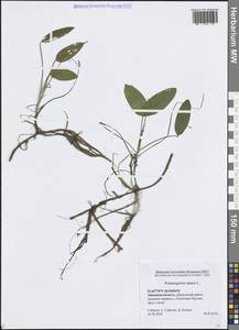 Potamogeton natans L., Eastern Europe, Central forest-and-steppe region (E6) (Russia)