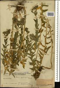 Linum hypericifolium Salisb., Caucasus, Azerbaijan (K6) (Azerbaijan)