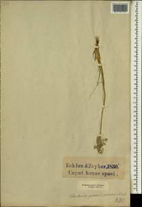Pentameris setifolia (Thunb.) Galley & H.P.Linder, Africa (AFR) (South Africa)