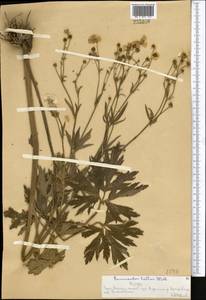 Ranunculus distans Wall. ex Royle, Middle Asia, Western Tian Shan & Karatau (M3) (Kazakhstan)