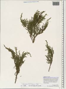 Juniperus foetidissima Willd., Caucasus, Krasnodar Krai & Adygea (K1a) (Russia)