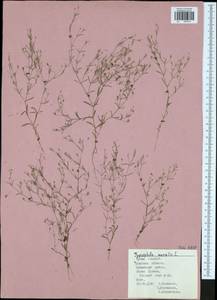 Psammophiliella muralis (L.) lkonn., Eastern Europe, Central region (E4) (Russia)