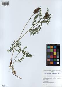 KUZ 001 405, Astragalus danicus Retz., Siberia, Altai & Sayany Mountains (S2) (Russia)