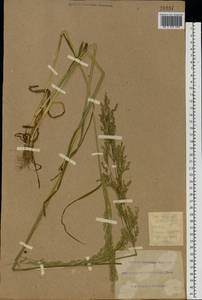 Poa trivialis L., Eastern Europe, South Ukrainian region (E12) (Ukraine)