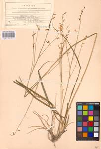 Anthericum ramosum L., Eastern Europe, Lithuania (E2a) (Lithuania)