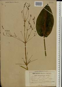 Alisma plantago-aquatica L., Eastern Europe, Belarus (E3a) (Belarus)