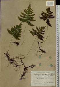 Phegopteris connectilis (Michx.) Watt, Siberia, Russian Far East (S6) (Russia)