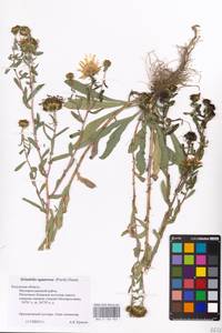 Grindelia squarrosa (Pursh) Dunal, Eastern Europe, Central region (E4) (Russia)