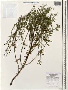 Scrophularia variegata subsp. rupestris (M. Bieb. ex Willd.) Grau, Caucasus, Stavropol Krai, Karachay-Cherkessia & Kabardino-Balkaria (K1b) (Russia)