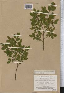 Vaccinium parvifolium Sm., America (AMER) (Canada)