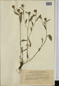 Centaurea nigrescens, Western Europe (EUR) (Romania)