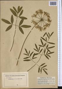 Siler montanum subsp. montanum, Western Europe (EUR) (Austria)